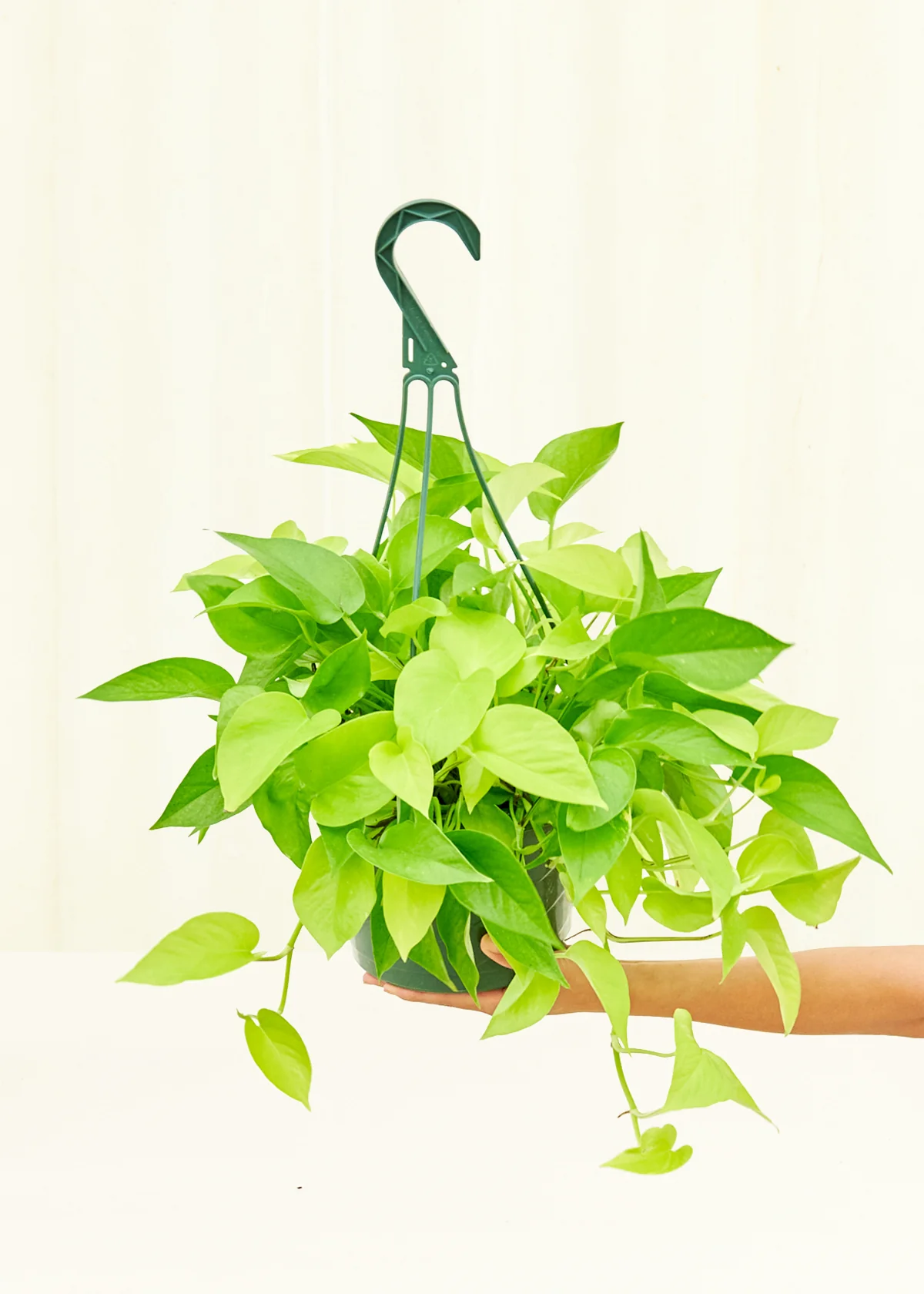 Neon Pothos, Large - Image 3