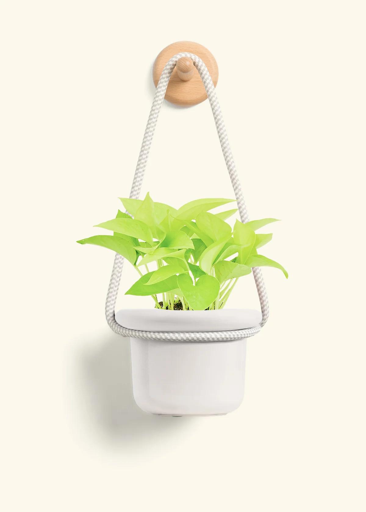 Neon Pothos, Small - Image 10