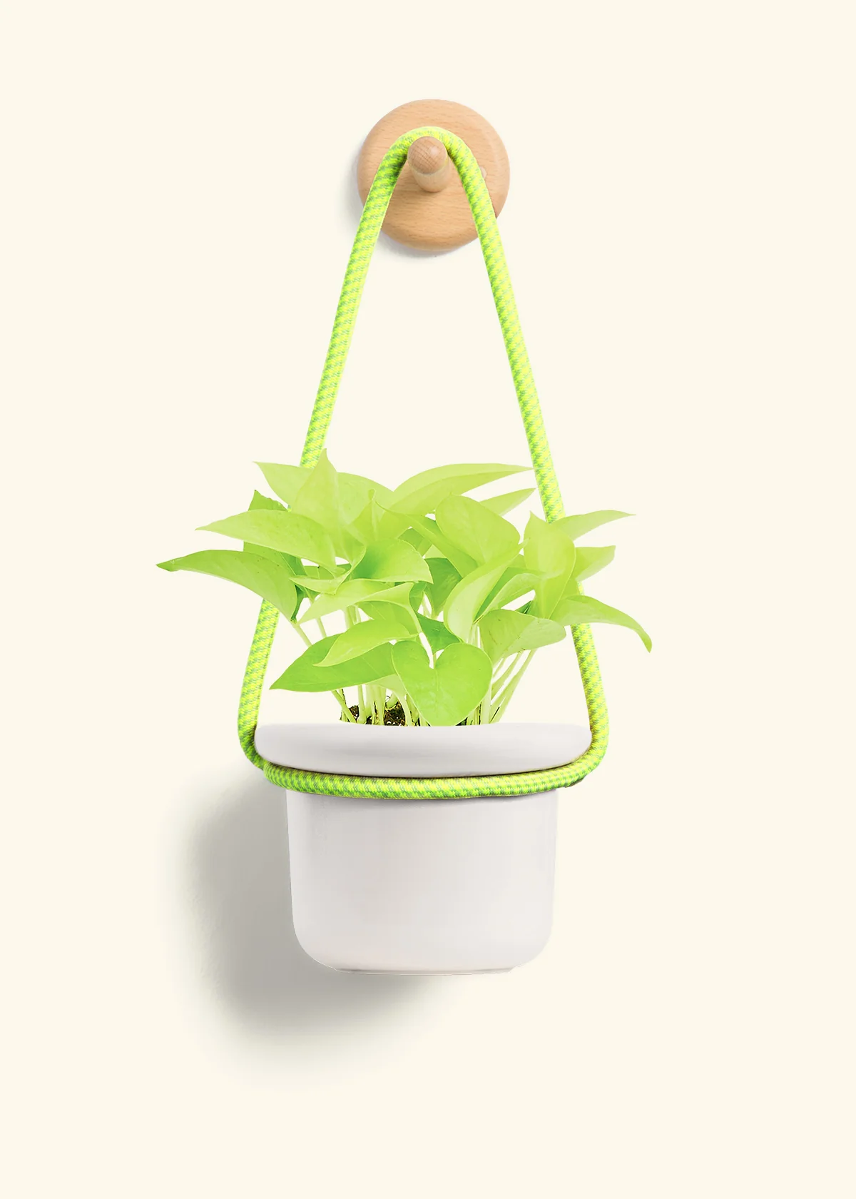 Neon Pothos, Small - Image 11