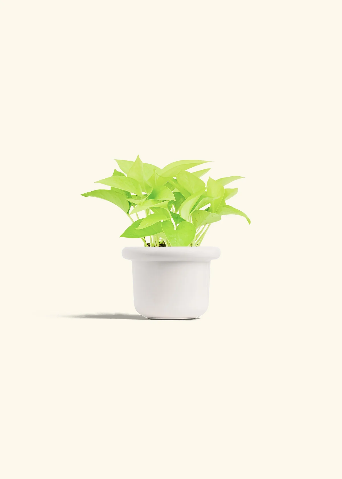 Neon Pothos, Small - Image 12