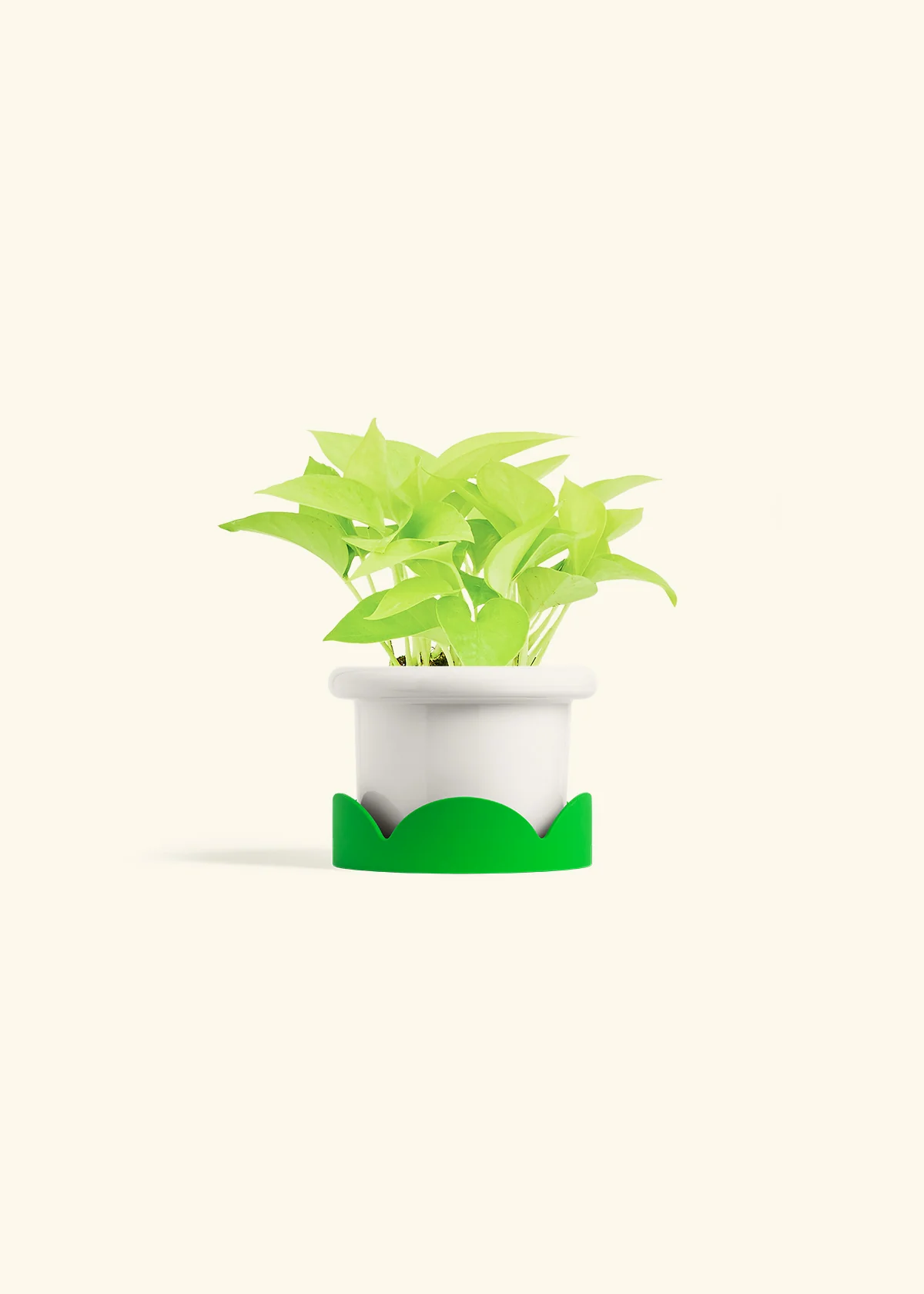 Neon Pothos, Small - Image 13