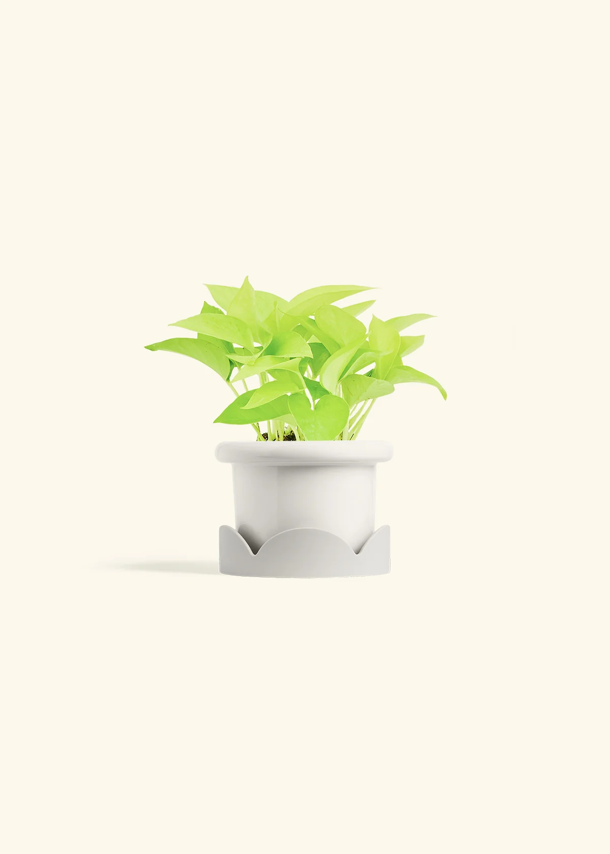 Neon Pothos, Small - Image 14