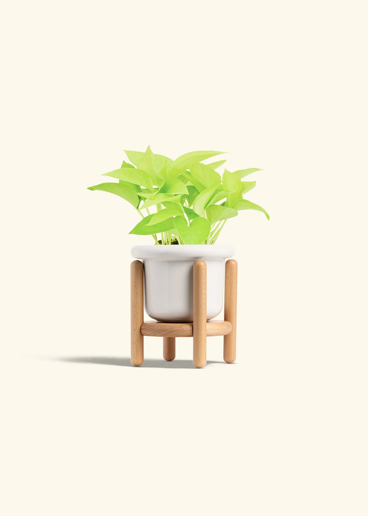 Neon Pothos, Small - Image 15