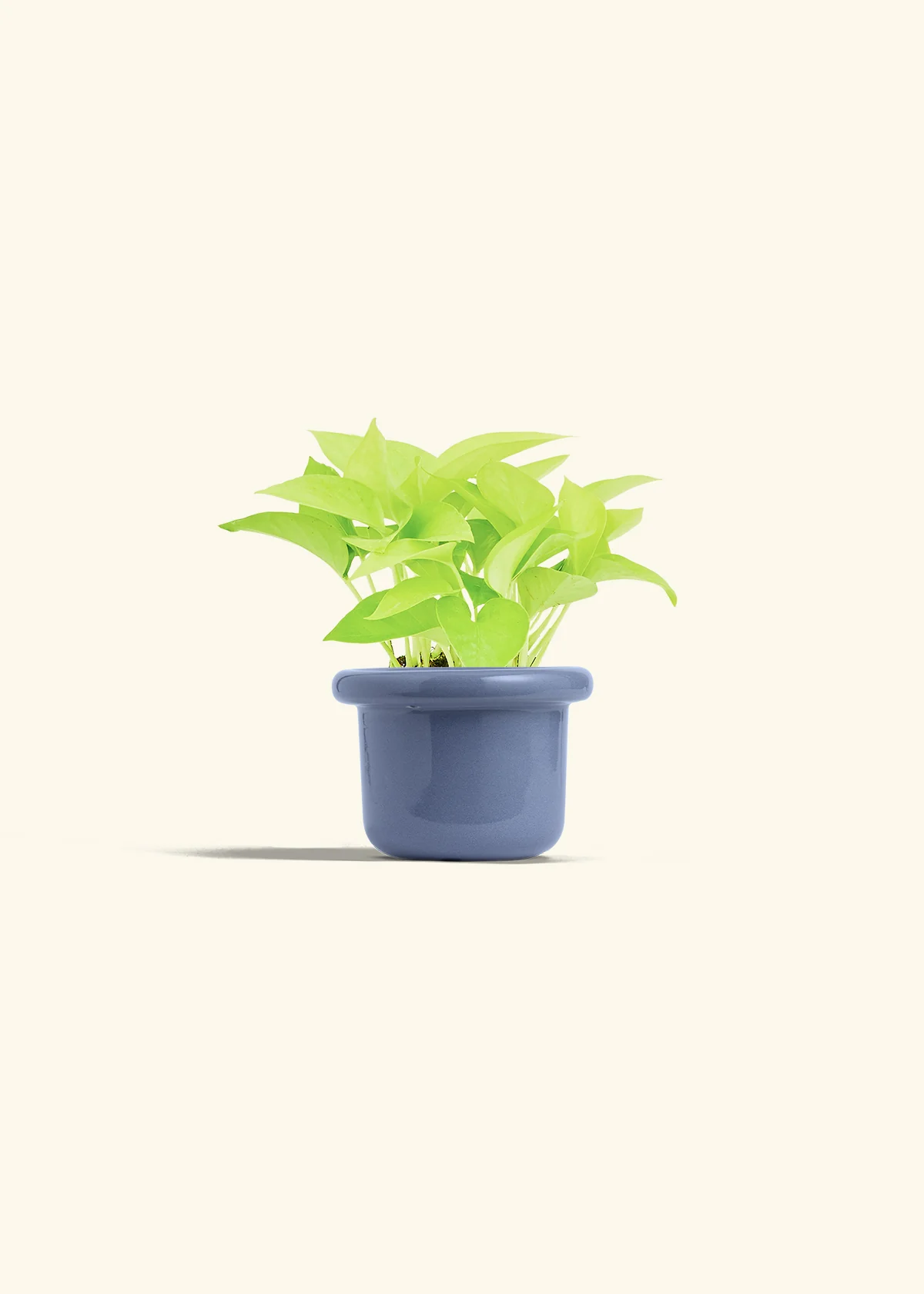 Neon Pothos, Small - Image 16