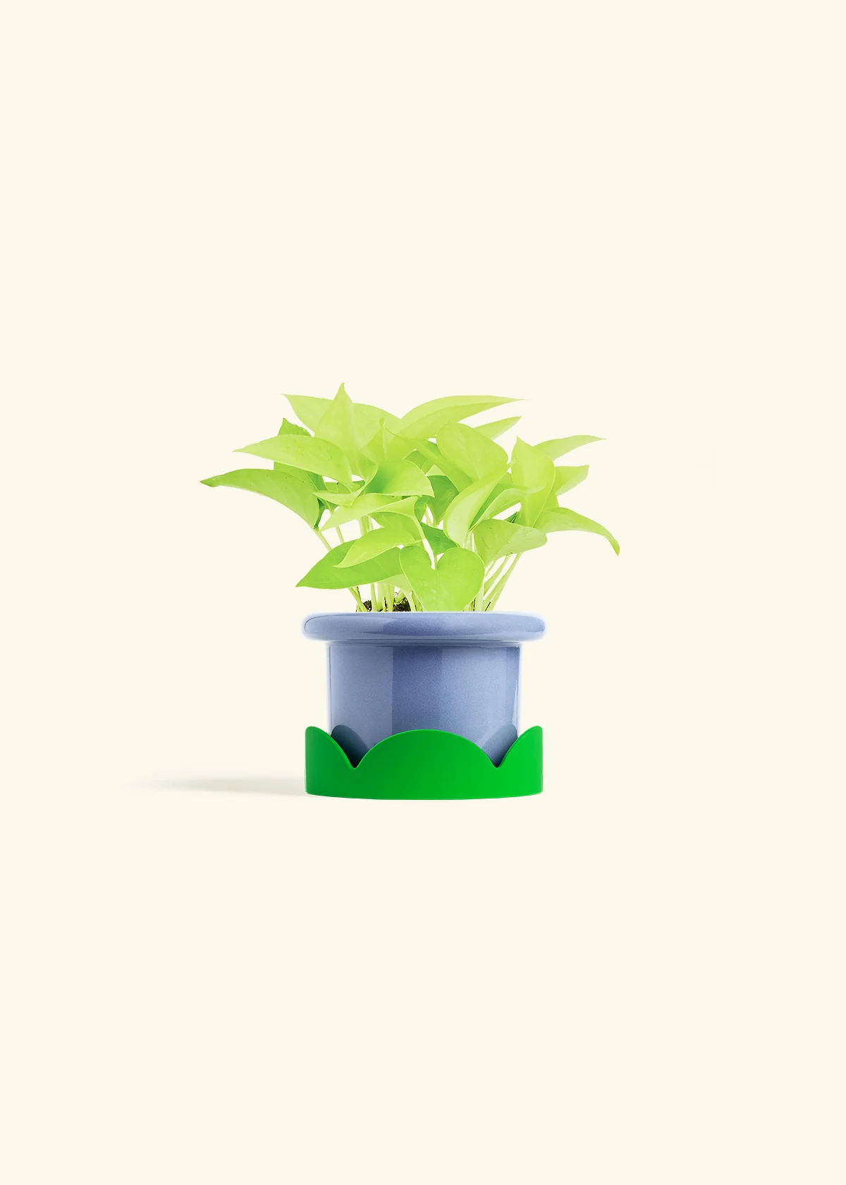 Neon Pothos, Small - Image 17