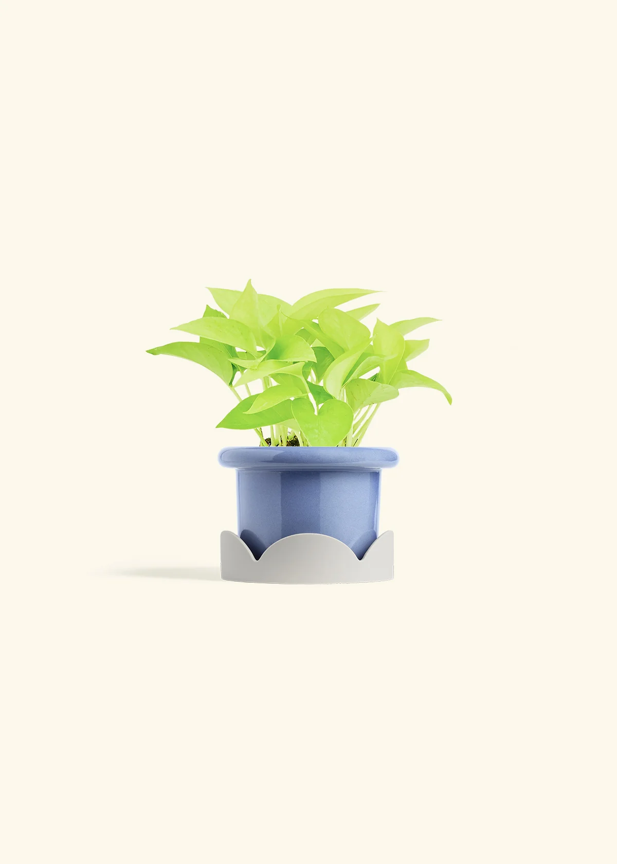 Neon Pothos, Small - Image 18