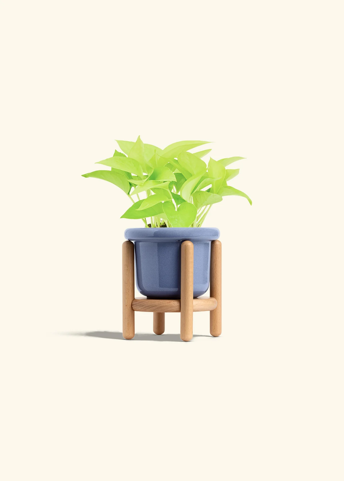 Neon Pothos, Small - Image 19