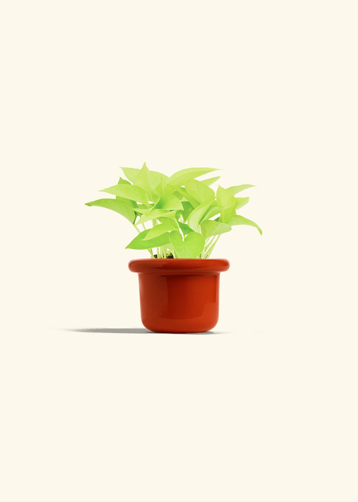 Neon Pothos, Small - Image 20