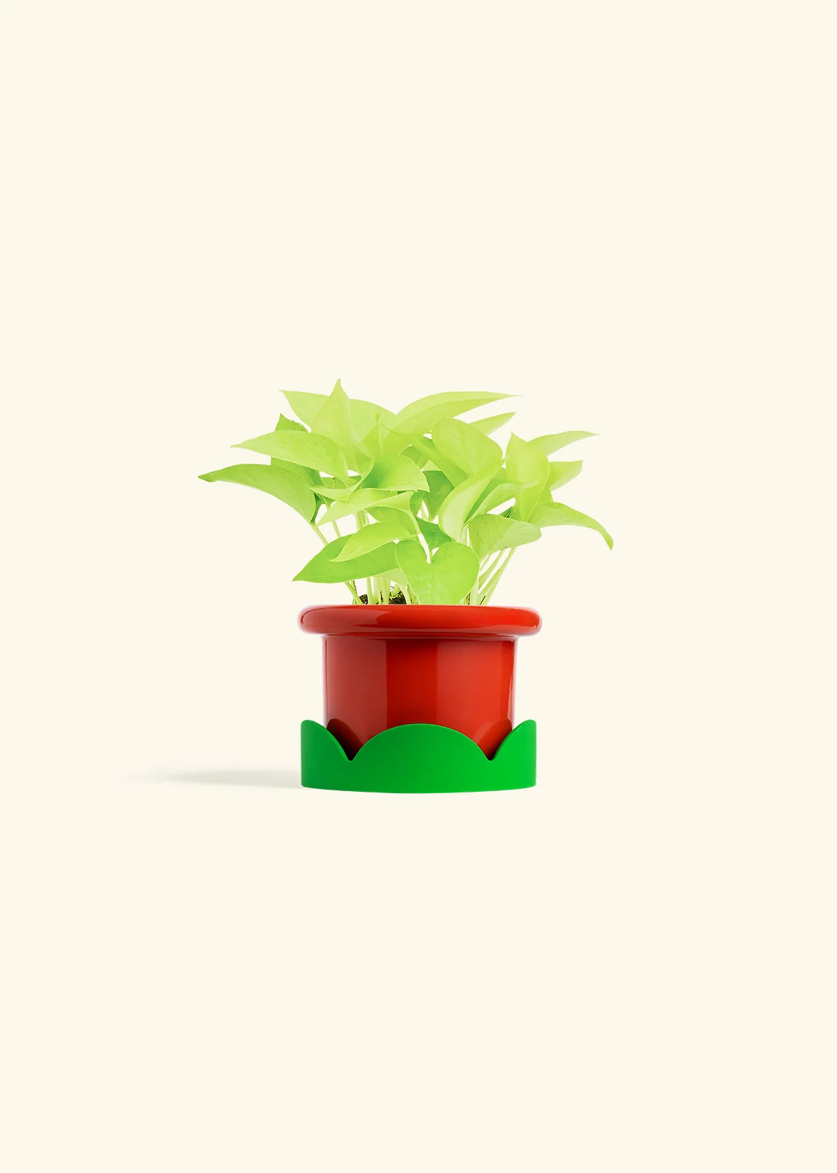 Neon Pothos, Small - Image 21