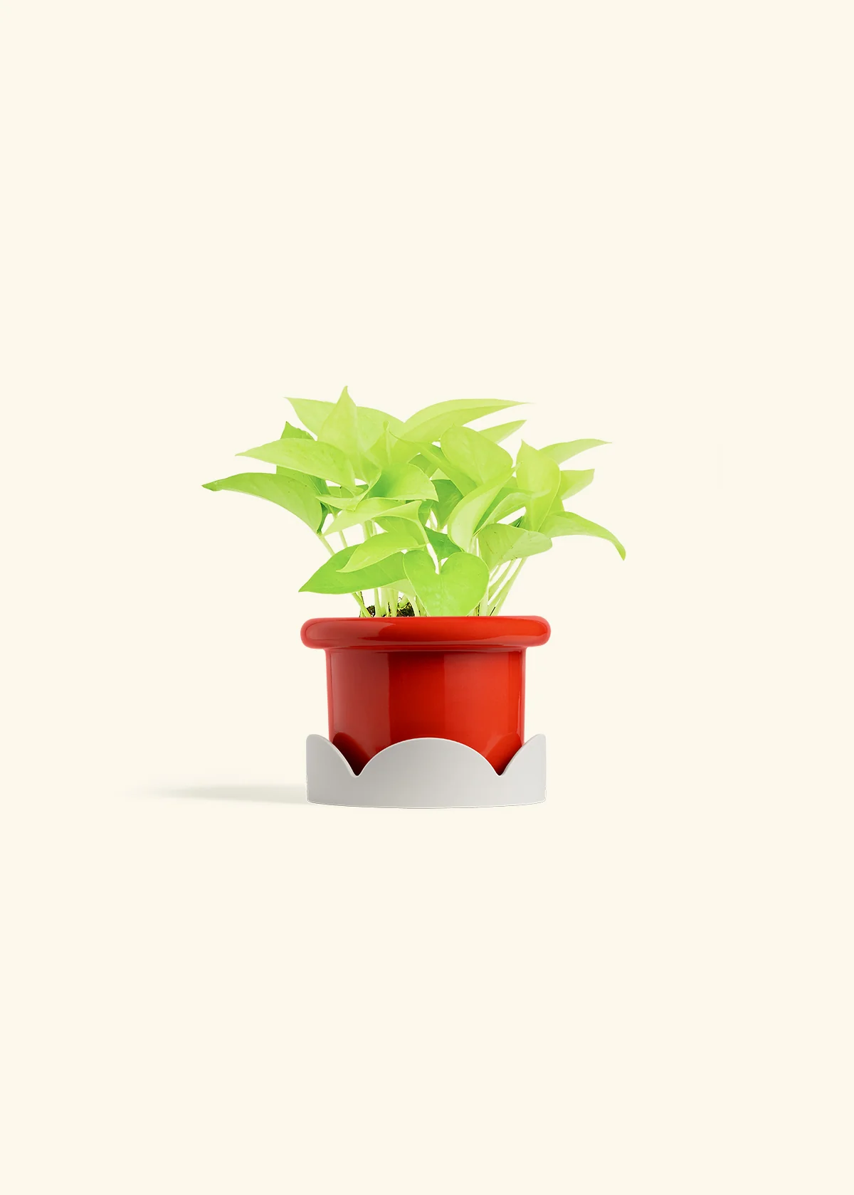 Neon Pothos, Small - Image 22