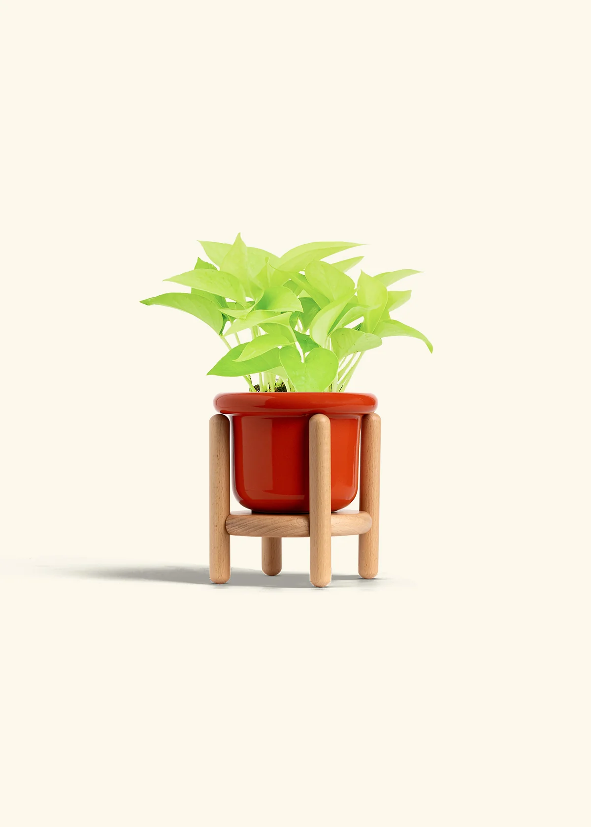 Neon Pothos, Small - Image 23