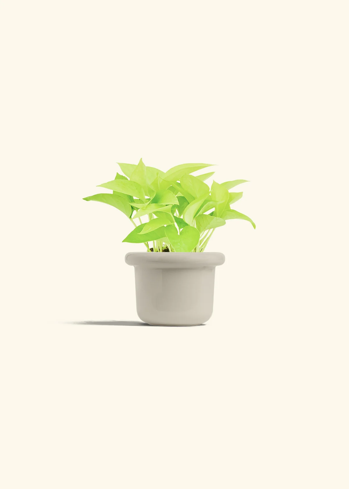 Neon Pothos, Small - Image 24