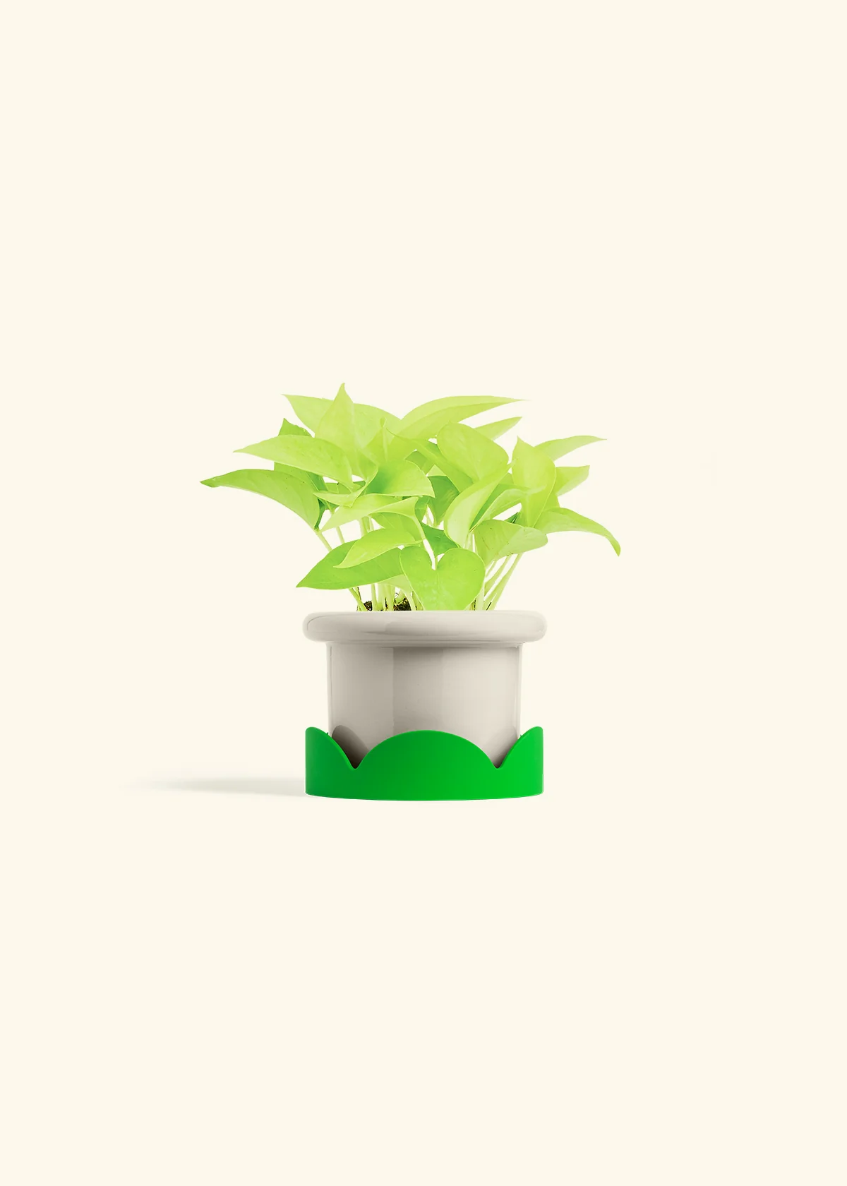 Neon Pothos, Small - Image 25