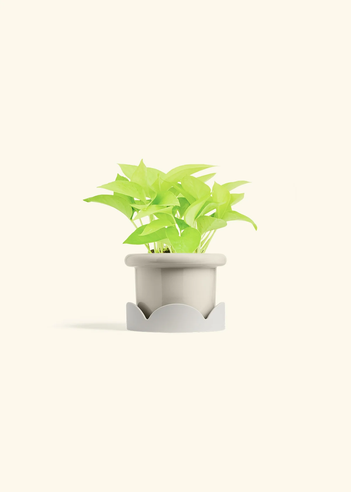 Neon Pothos, Small - Image 26