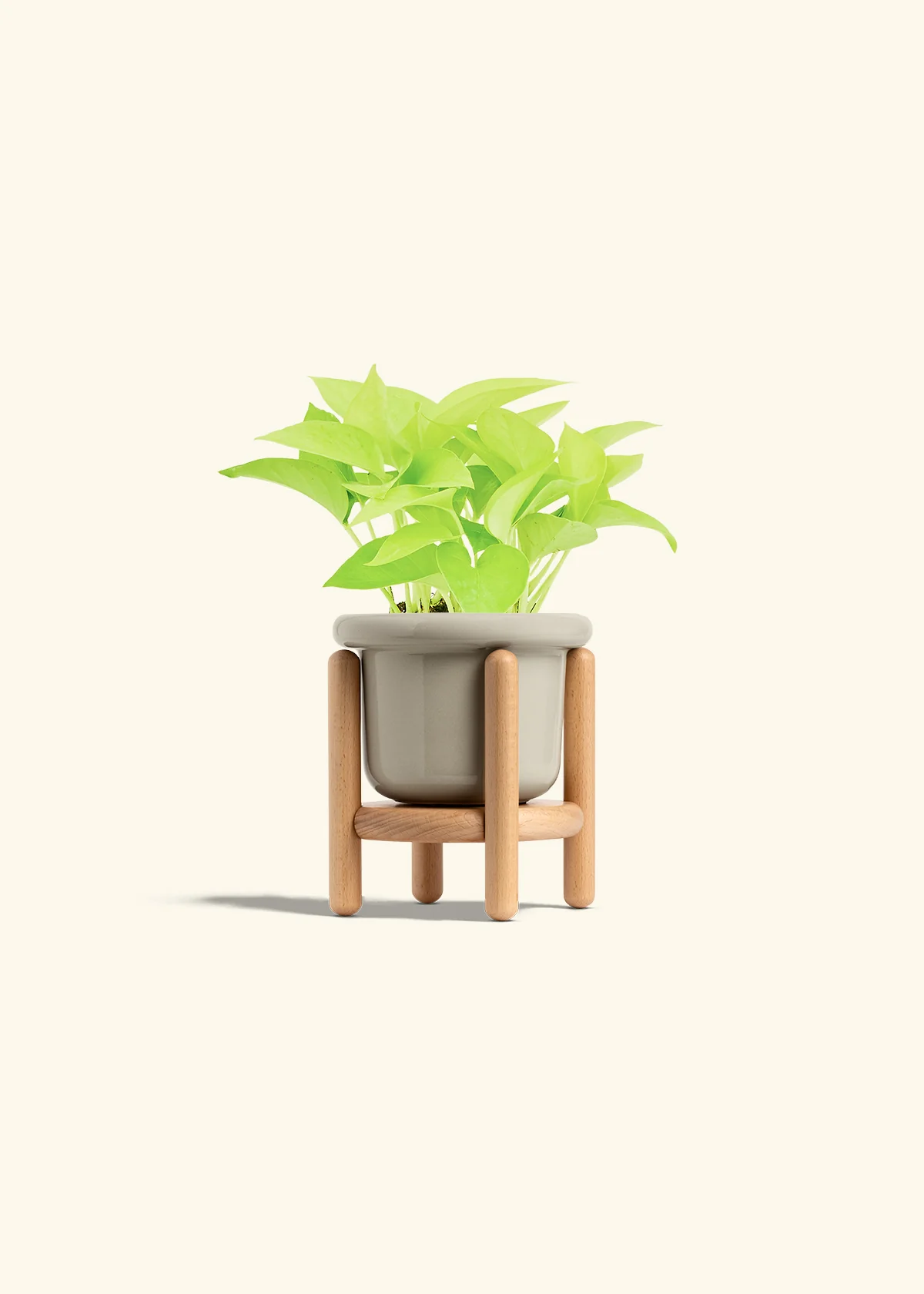 Neon Pothos, Small - Image 27
