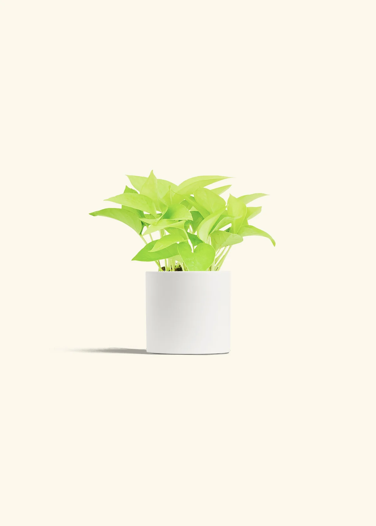 Neon Pothos, Small - Image 28