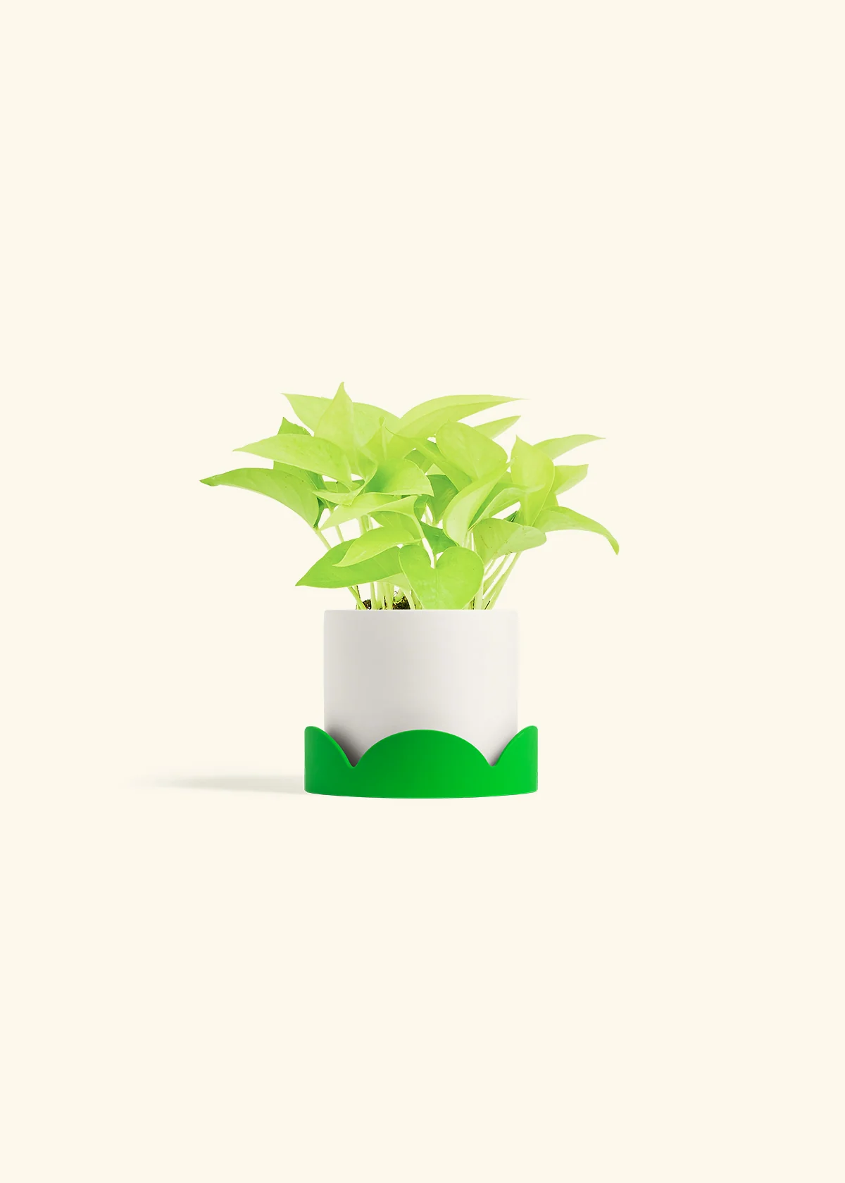 Neon Pothos, Small - Image 29