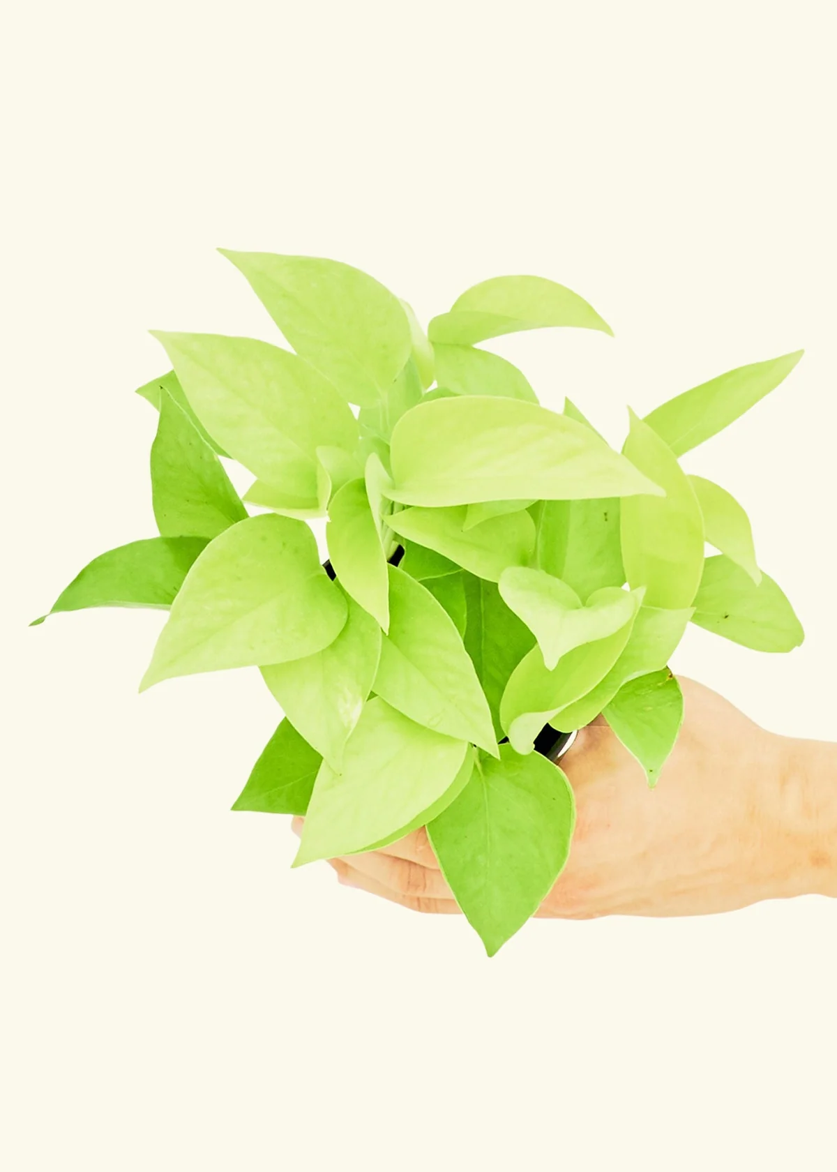 Neon Pothos, Small - Image 3