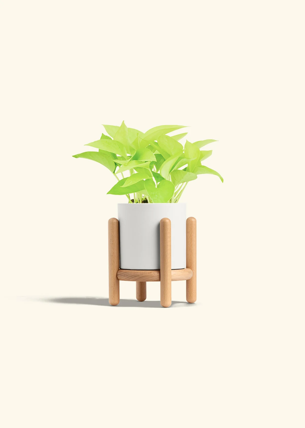 Neon Pothos, Small - Image 30