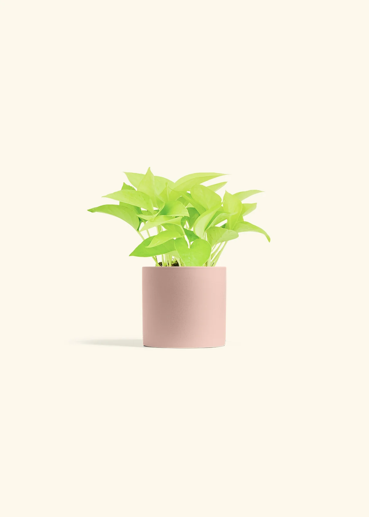 Neon Pothos, Small - Image 31