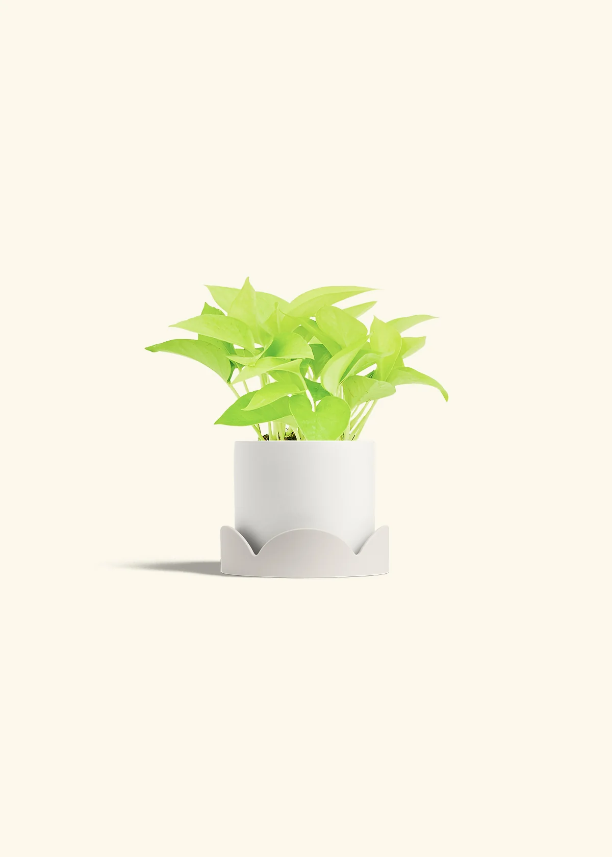 Neon Pothos, Small - Image 32