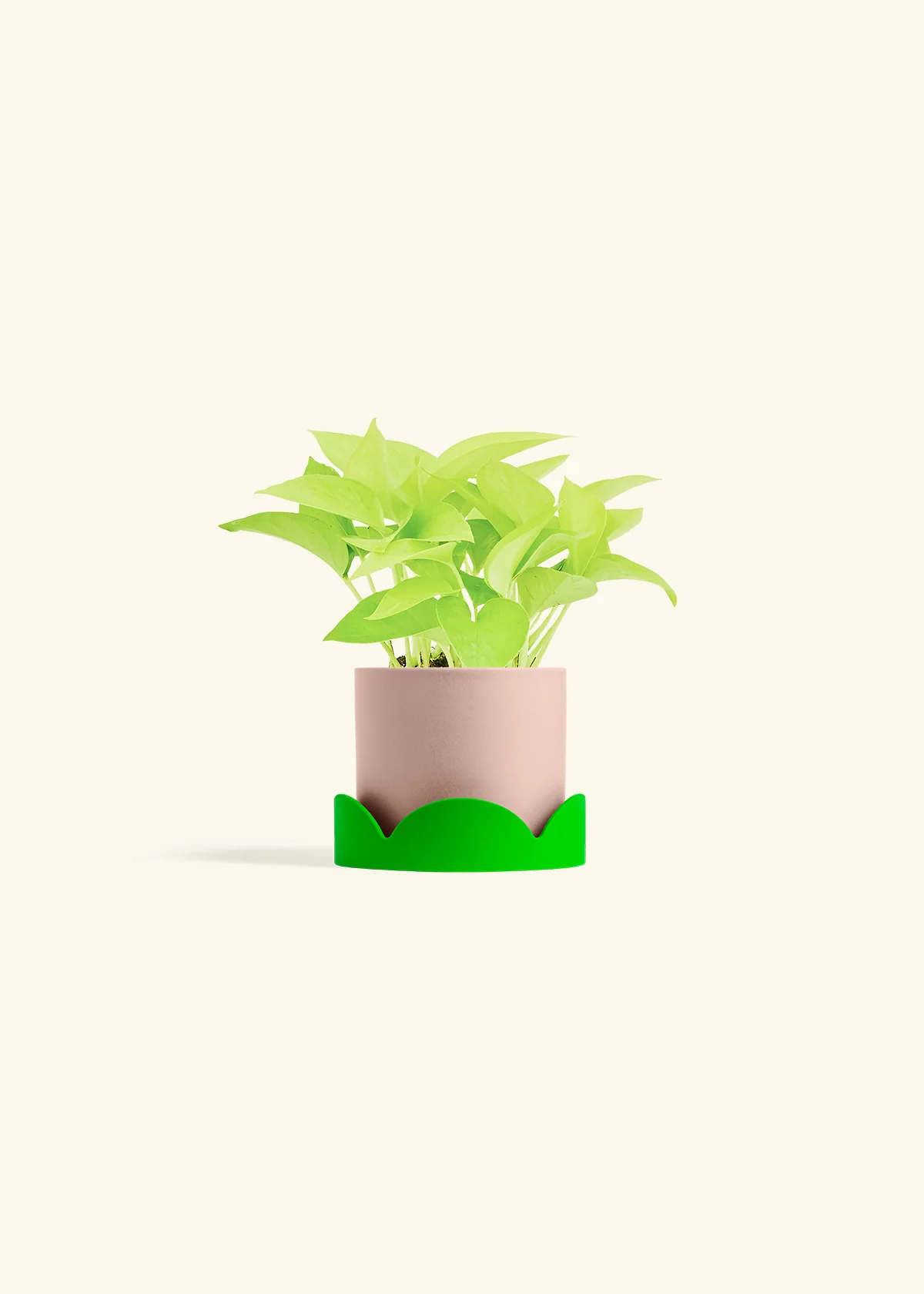 Neon Pothos, Small - Image 33