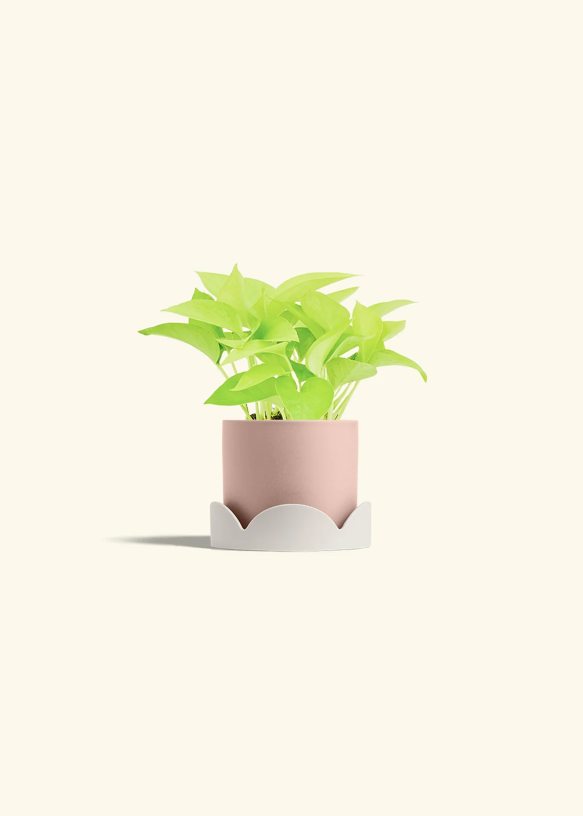 Neon Pothos, Small - Image 34