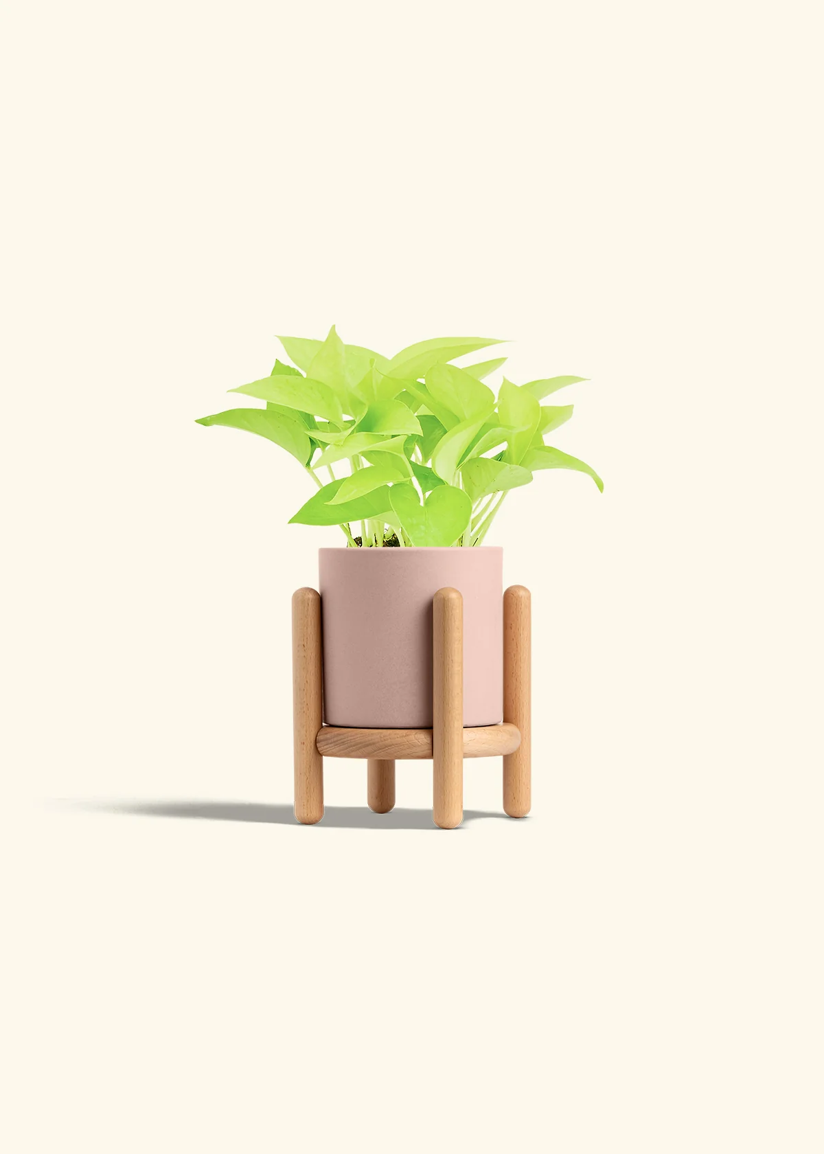Neon Pothos, Small - Image 35