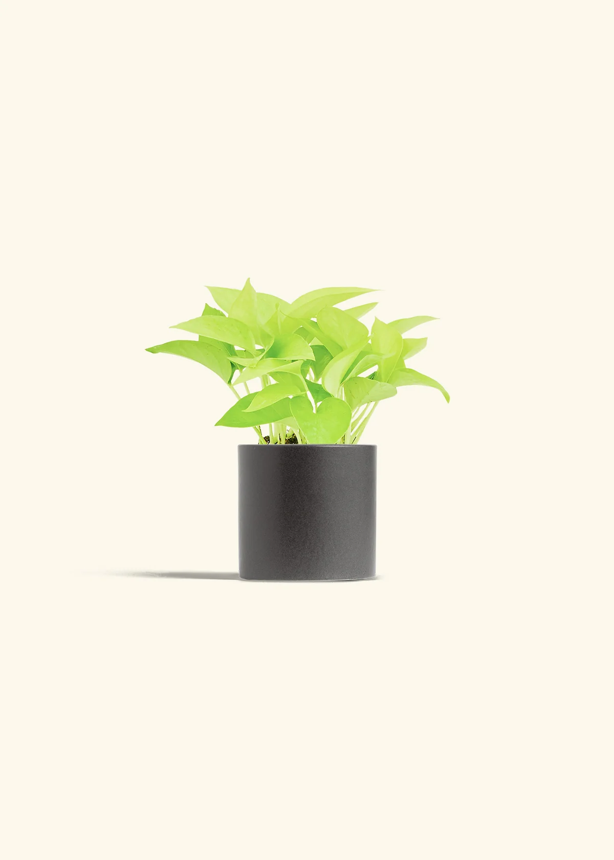 Neon Pothos, Small - Image 36
