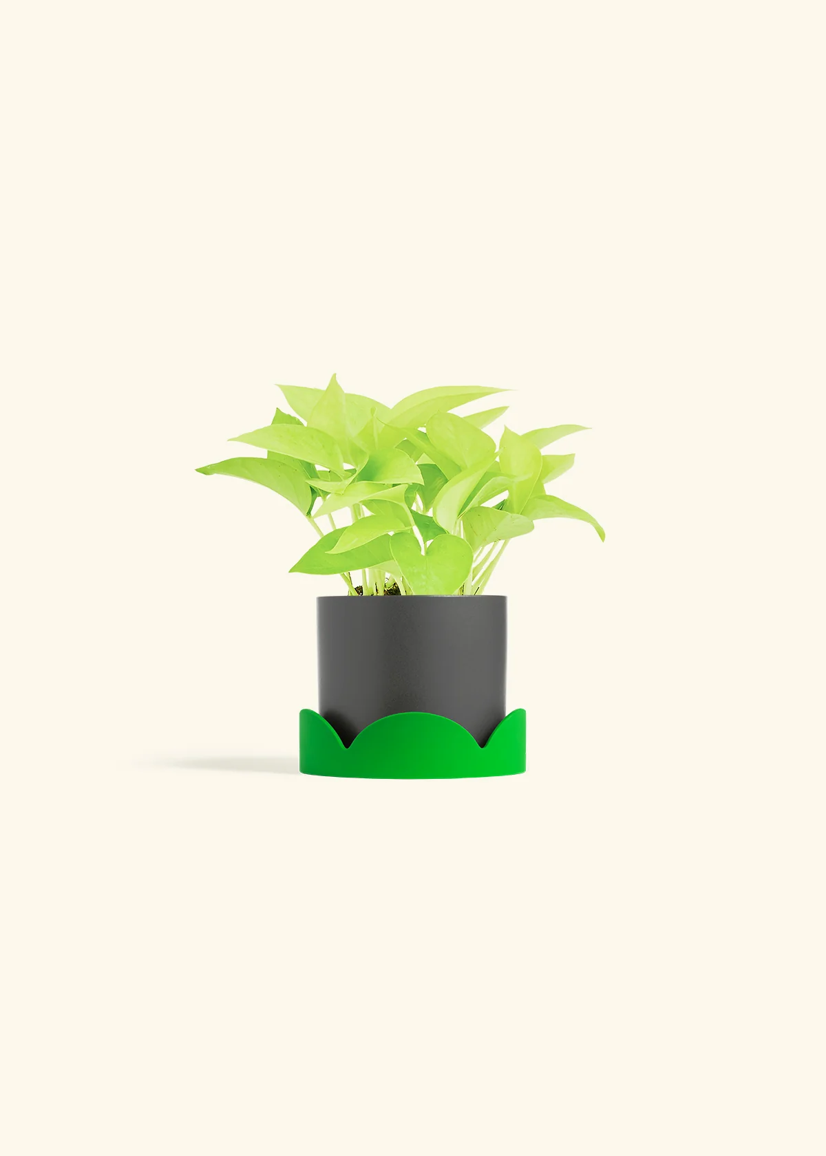 Neon Pothos, Small - Image 37