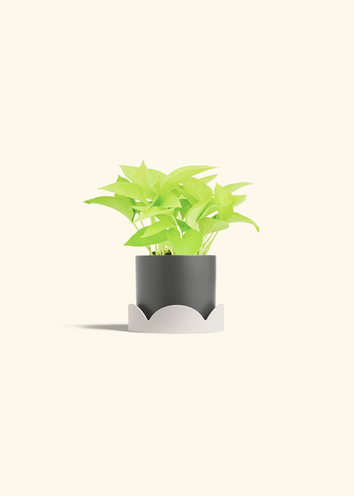 Neon Pothos, Small - Image 38