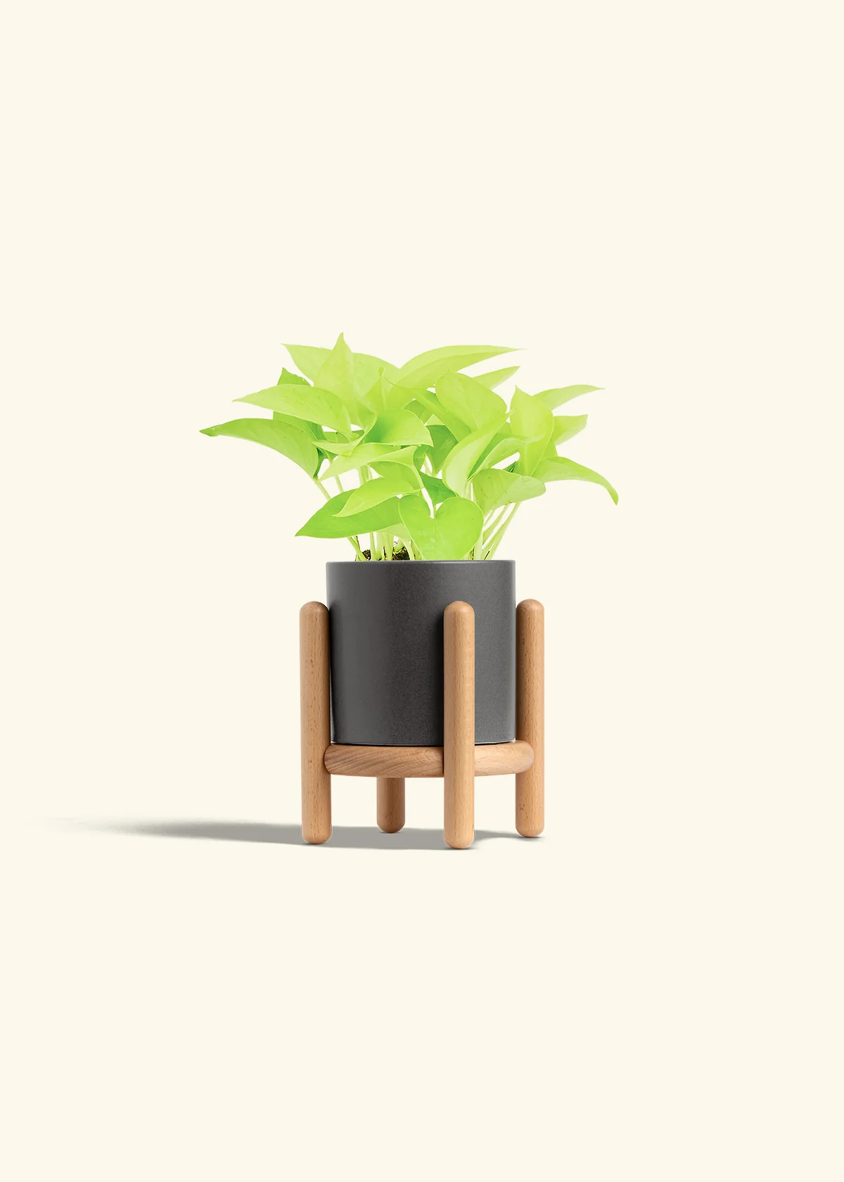 Neon Pothos, Small - Image 39