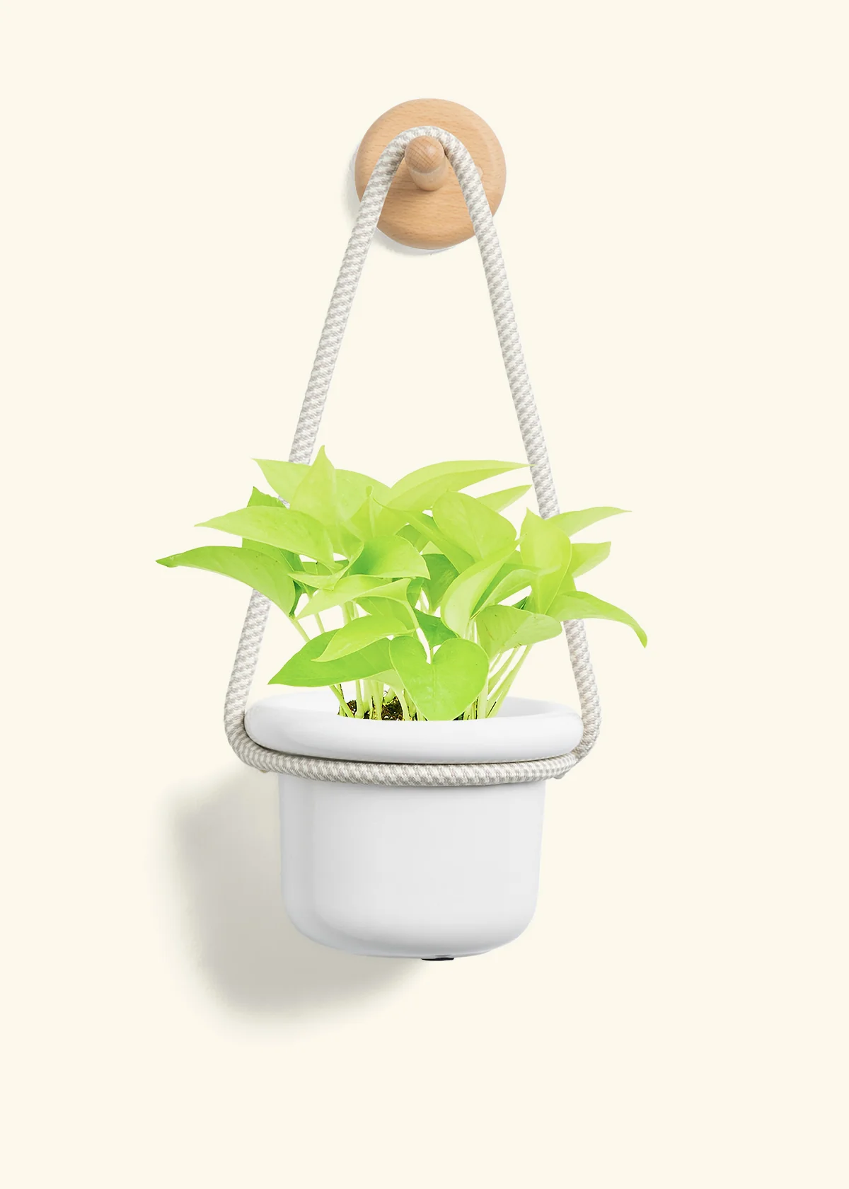 Neon Pothos, Small - Image 4