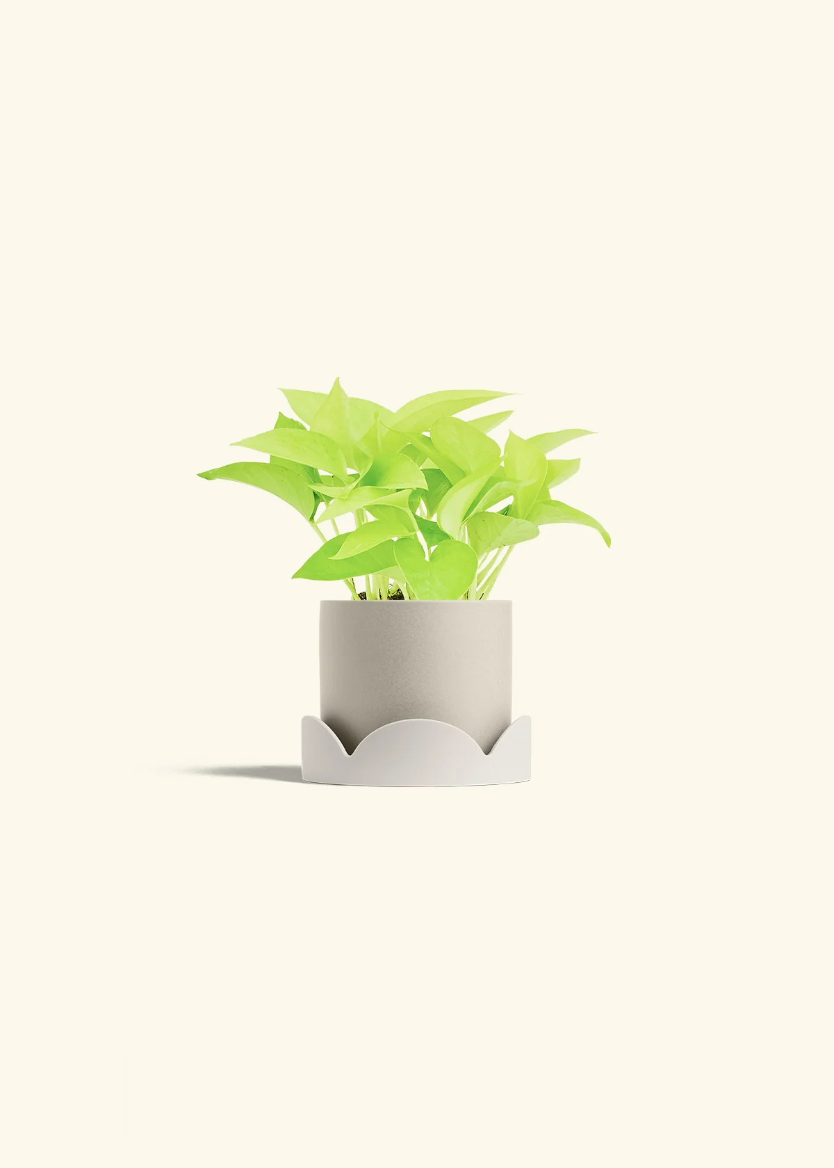 Neon Pothos, Small - Image 42