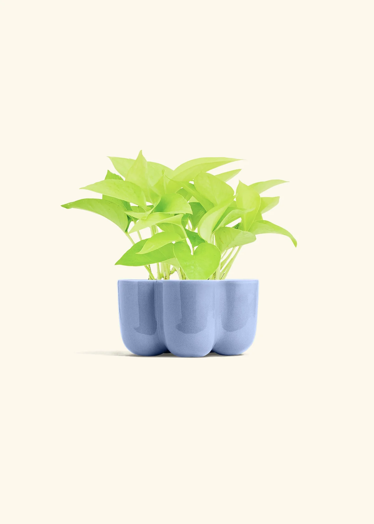 Neon Pothos, Small - Image 44