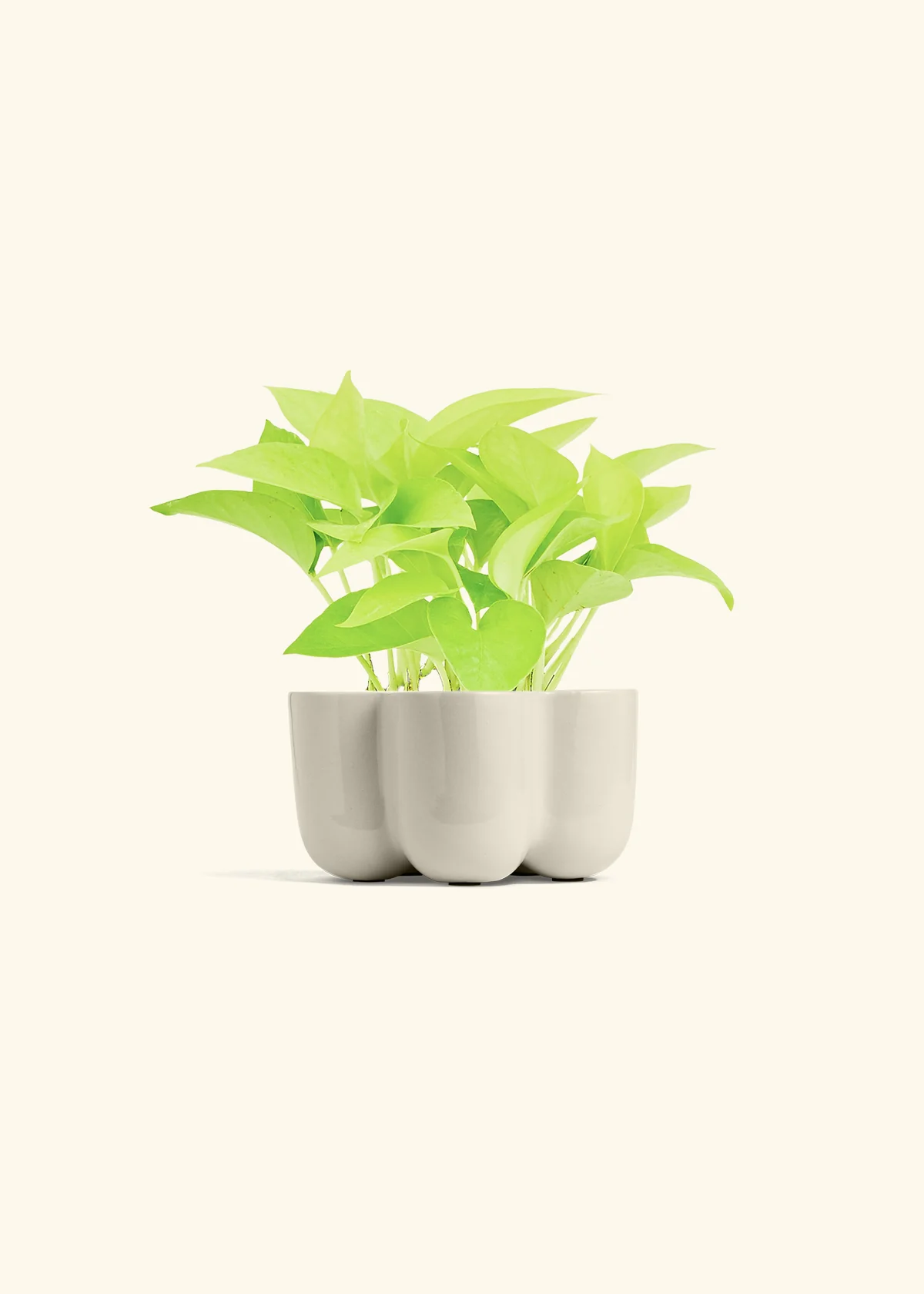 Neon Pothos, Small - Image 45