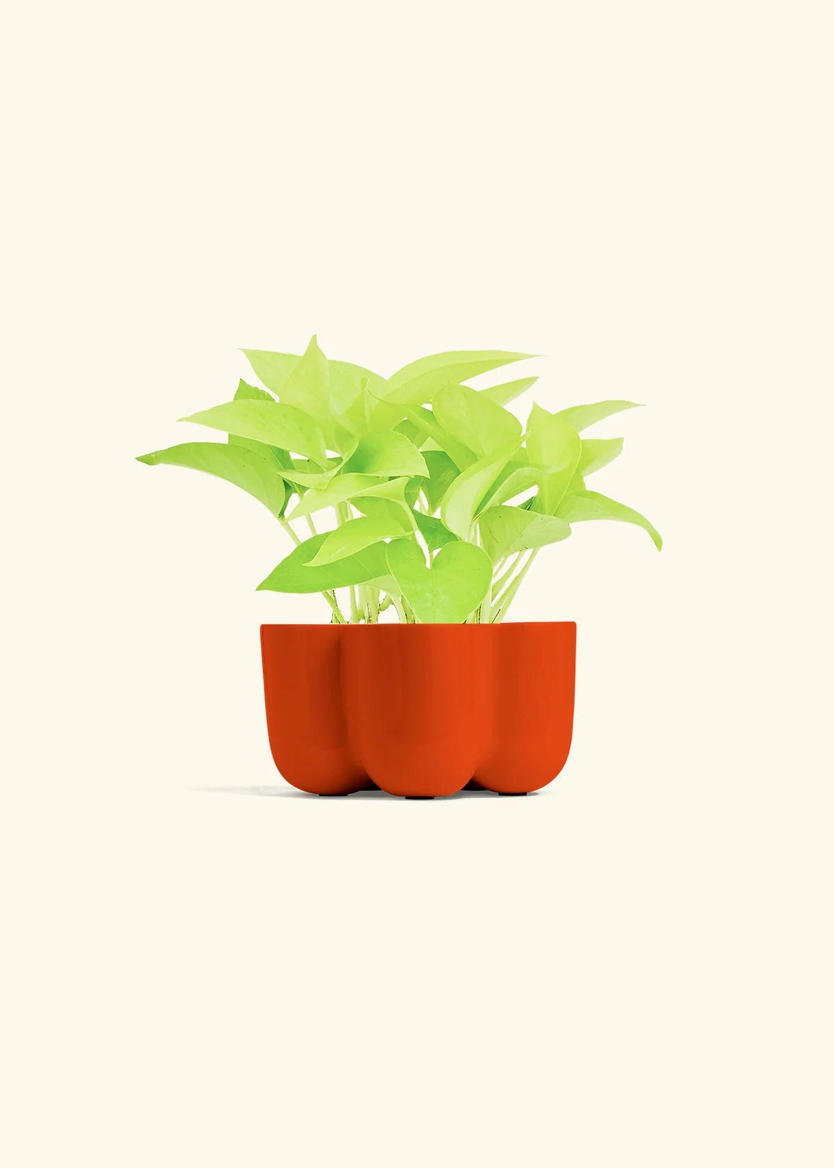 Neon Pothos, Small - Image 46