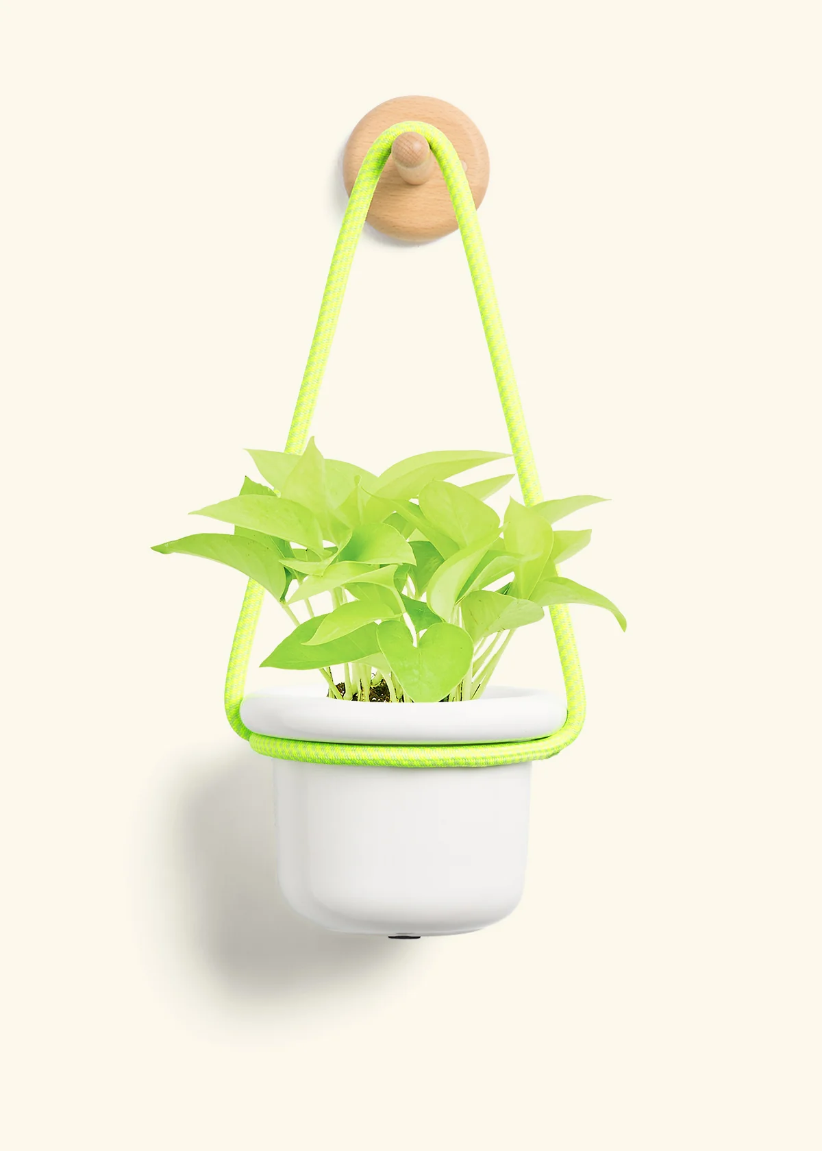 Neon Pothos, Small - Image 5