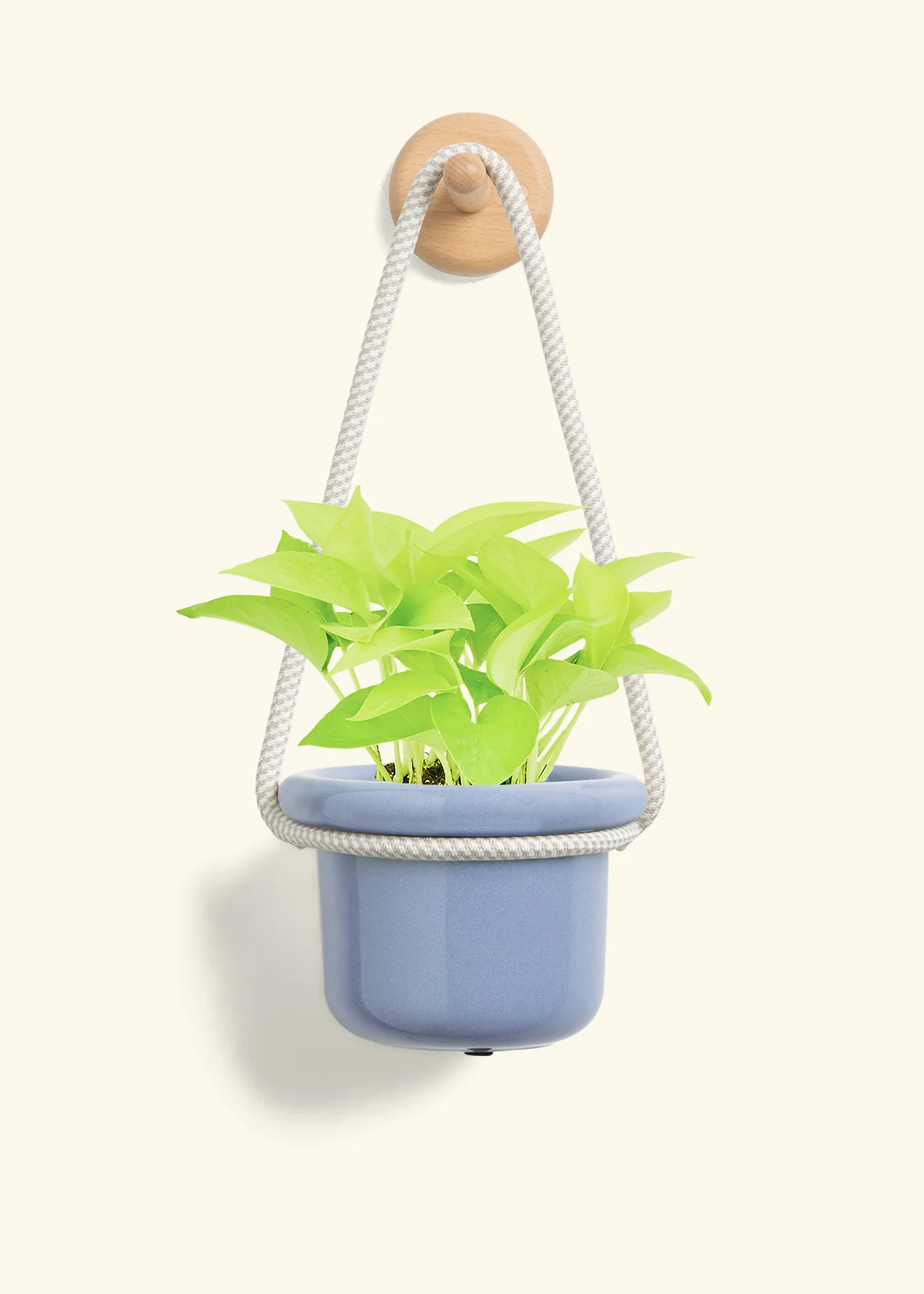 Neon Pothos, Small - Image 6