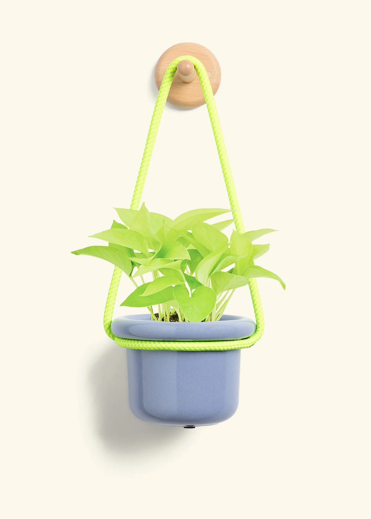 Neon Pothos, Small - Image 7