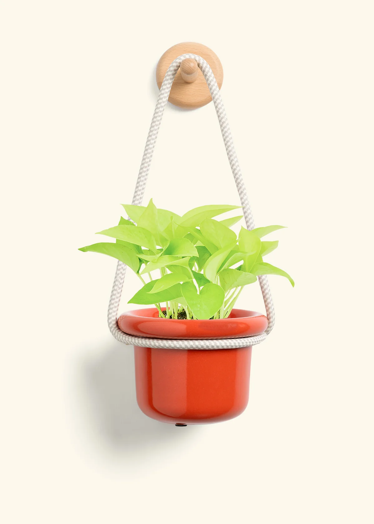 Neon Pothos, Small - Image 8