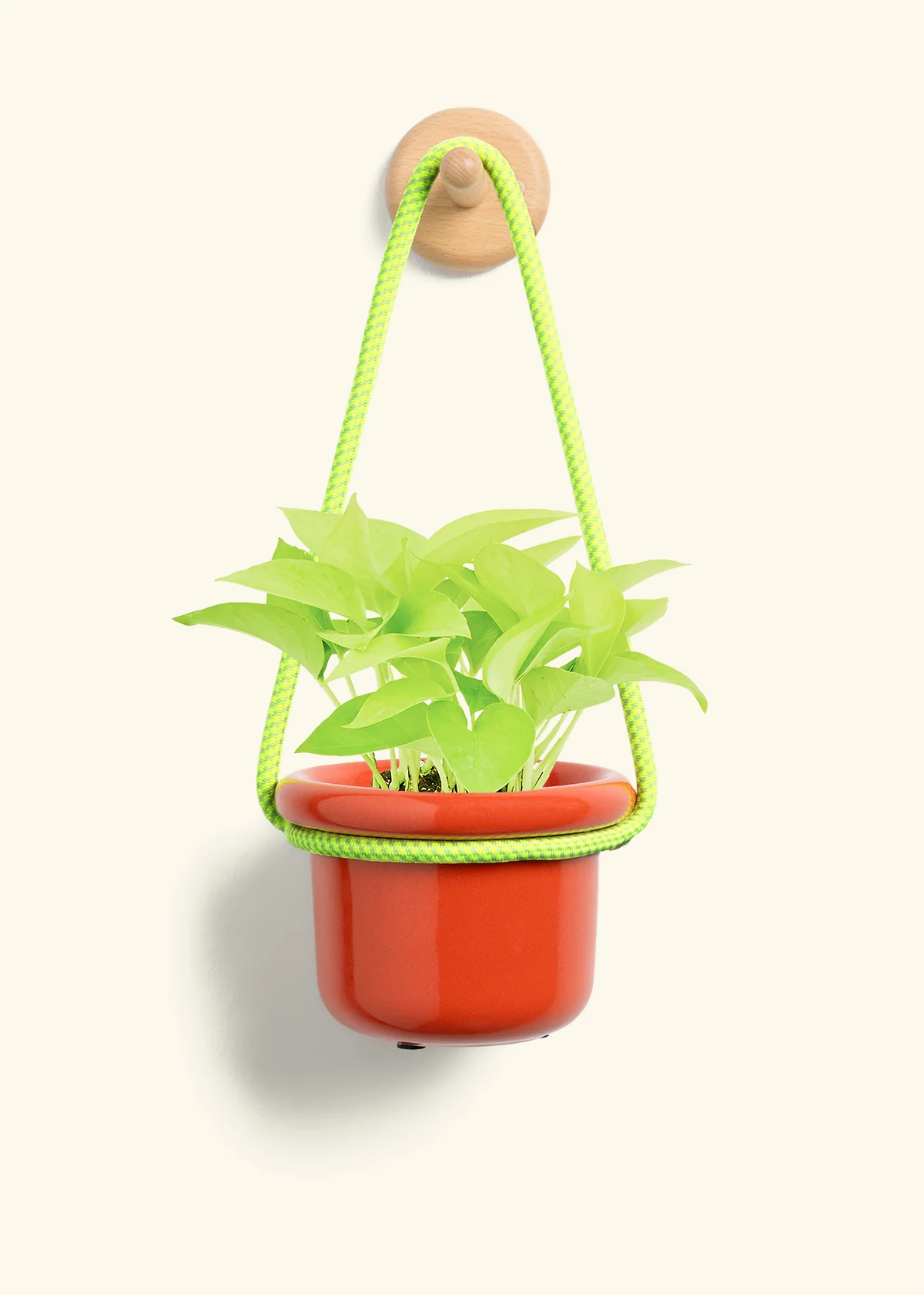 Neon Pothos, Small - Image 9