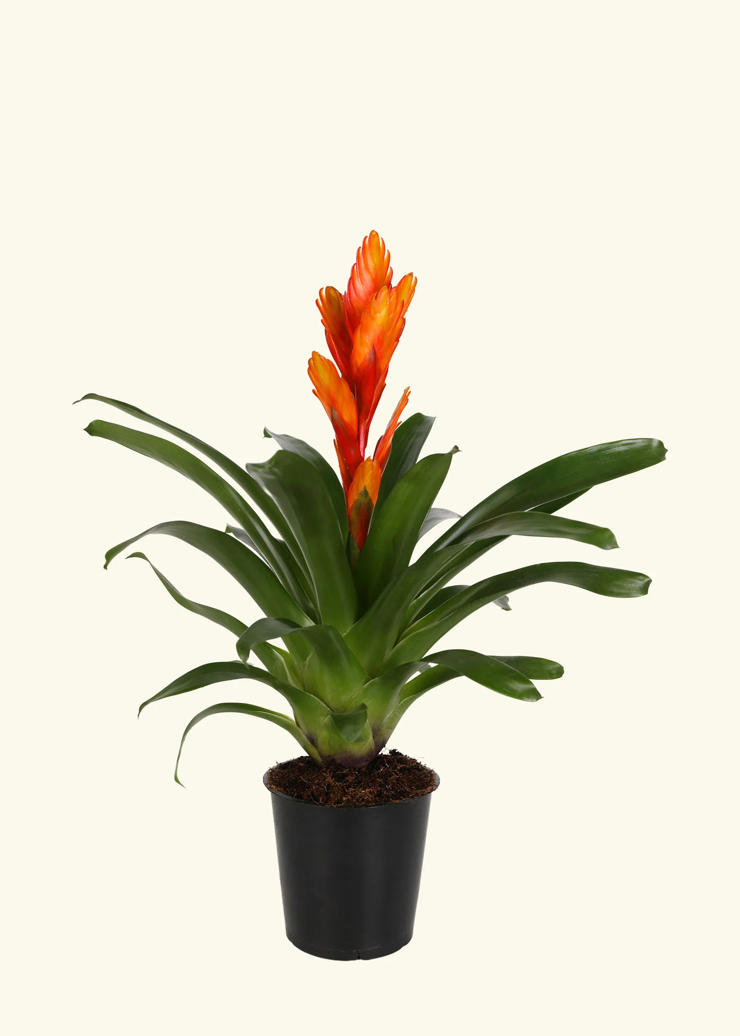 Orange Bromeliad, Medium