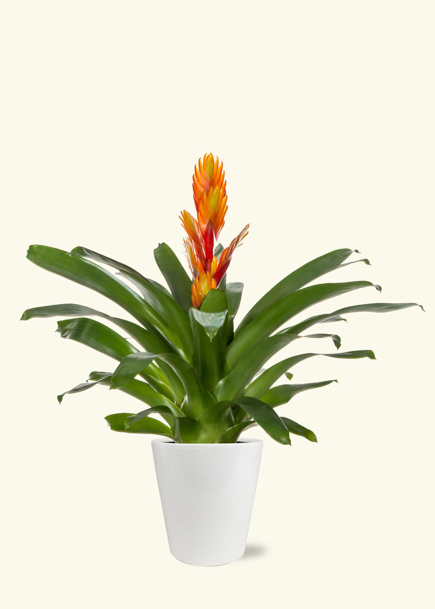 Orange Bromeliad, Medium - Image 2