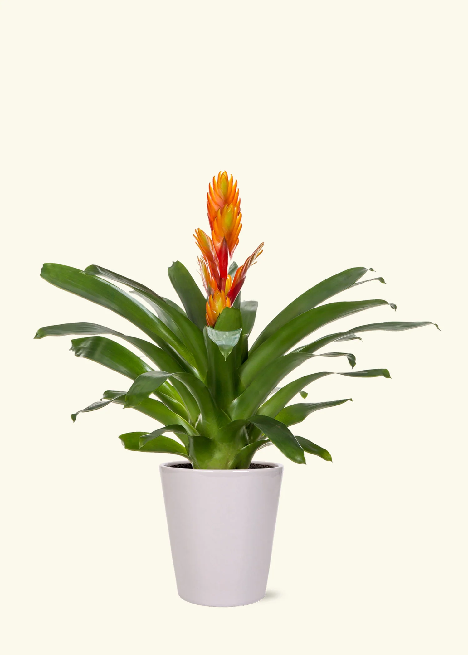 Orange Bromeliad, Medium - Image 3