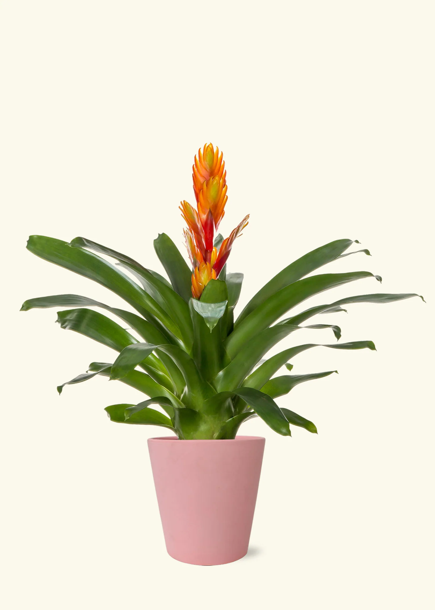 Orange Bromeliad, Medium - Image 4