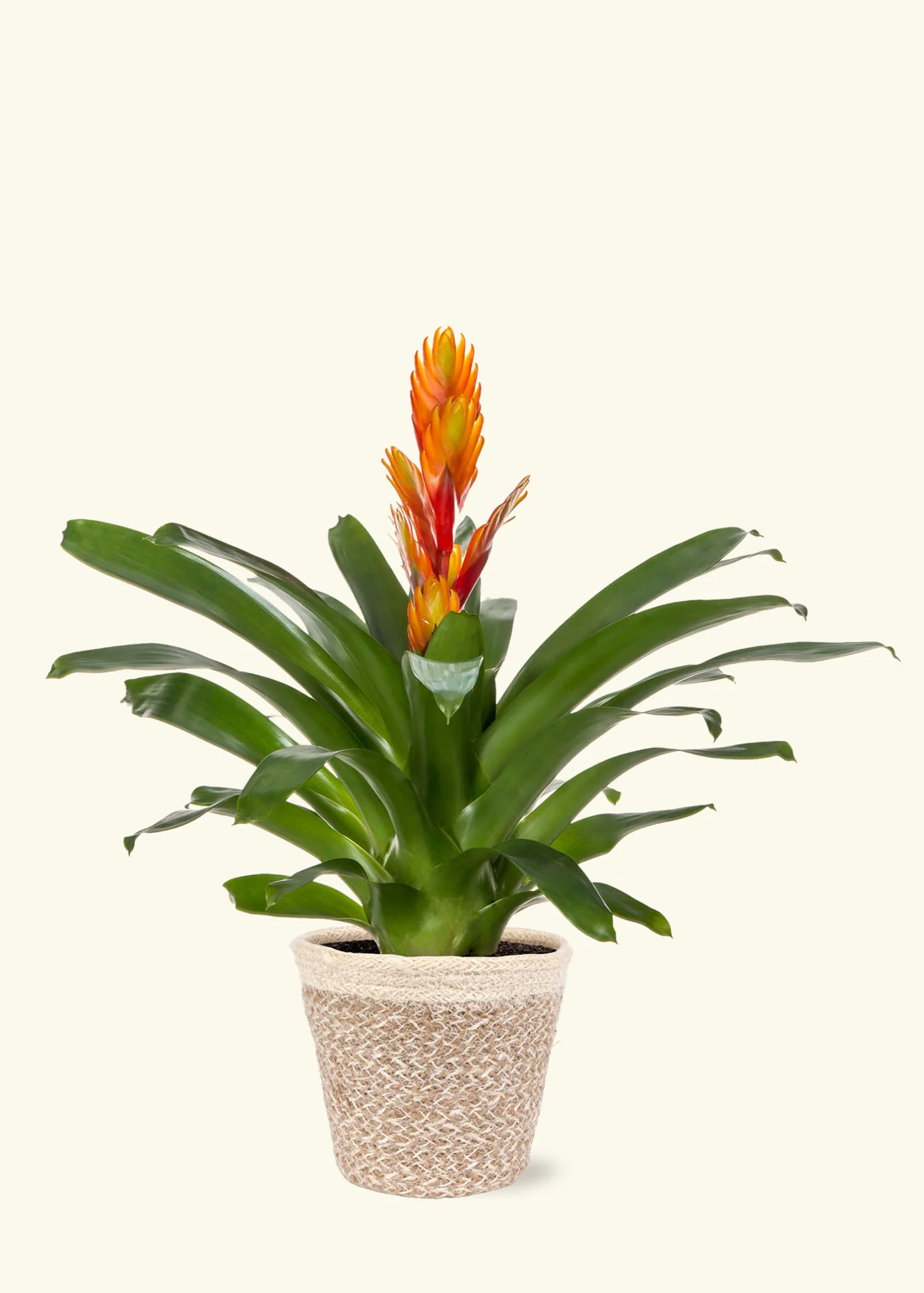 Orange Bromeliad, Medium - Image 5
