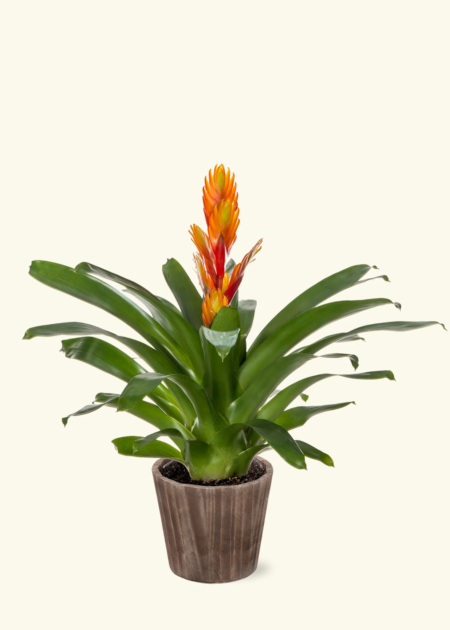 Orange Bromeliad, Medium - Image 6