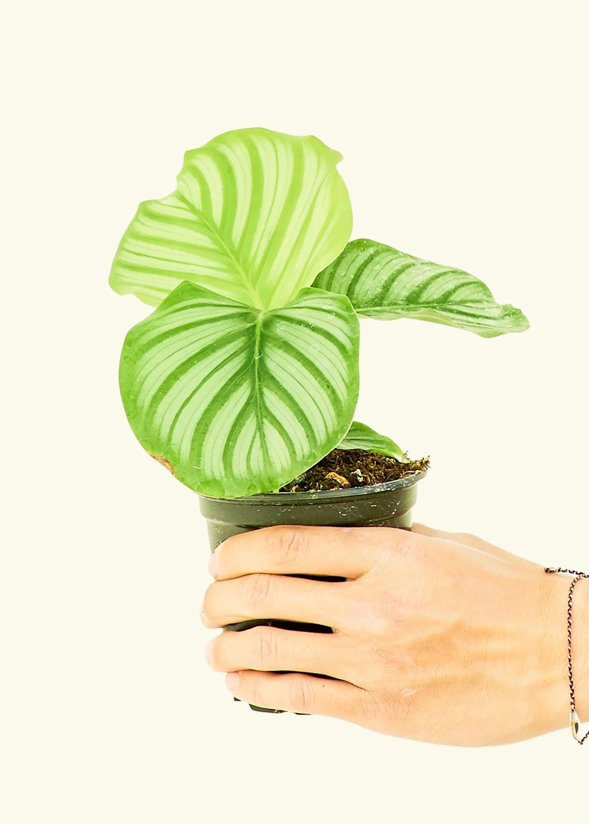 Orbit Peacock Plant, Small - Image 2