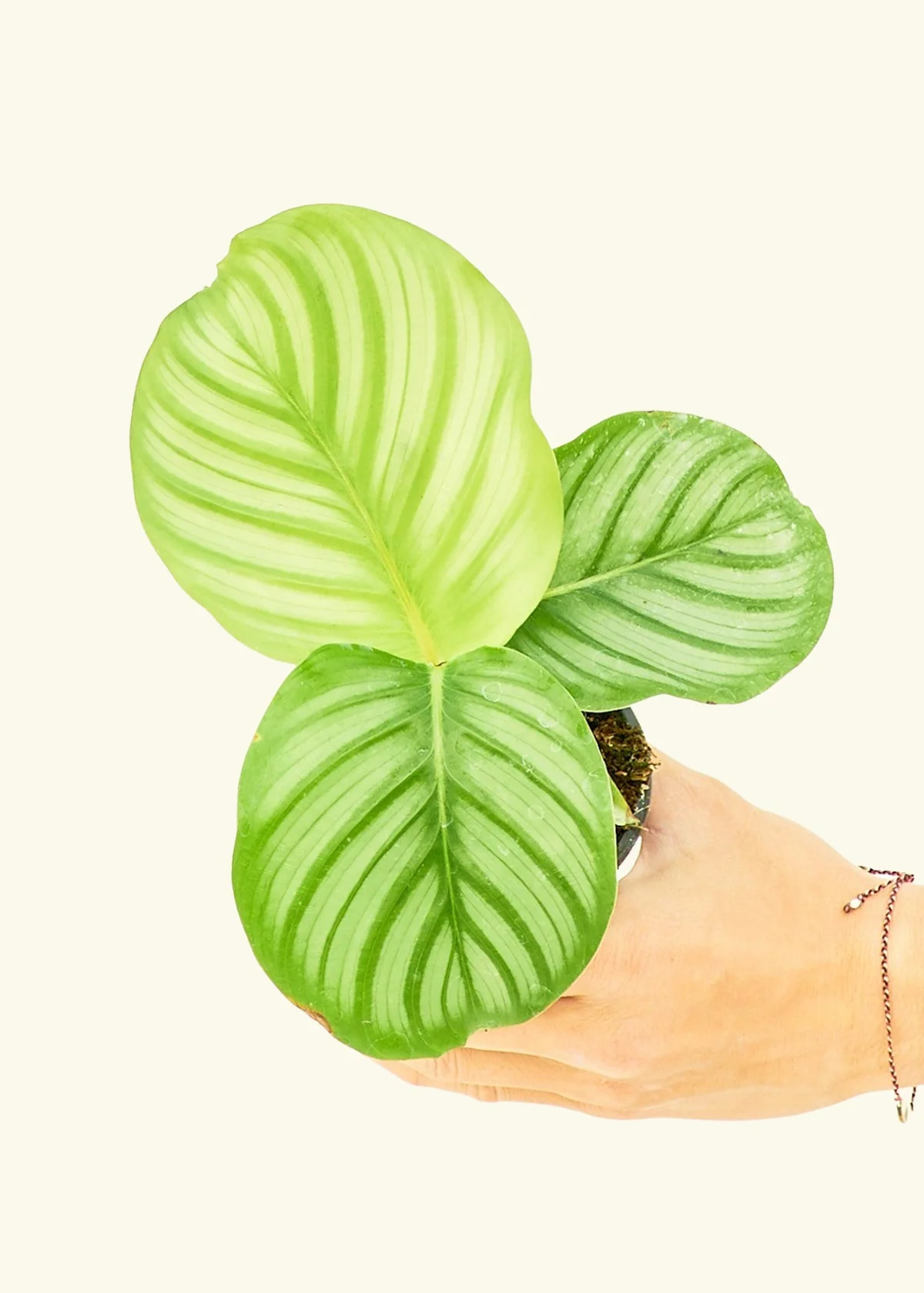 Orbit Peacock Plant, Small - Image 3